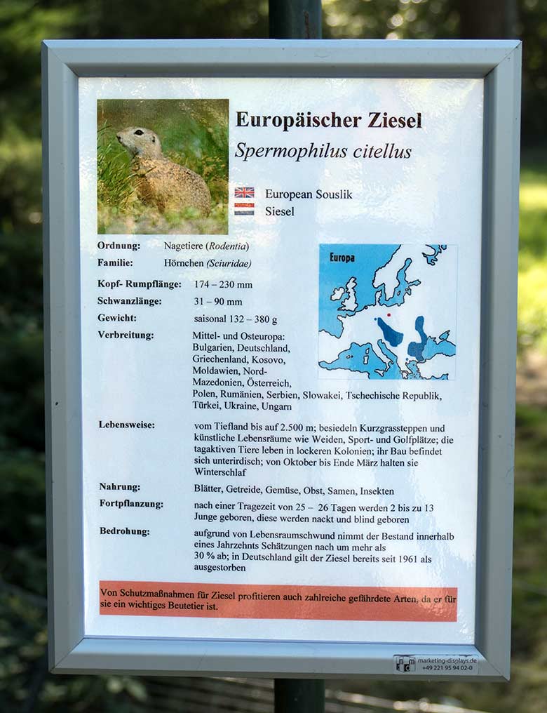 Ausschilderung Europäischer Ziesel am 22. August 2020 an der Außenanlage im Grünen Zoo Wuppertal