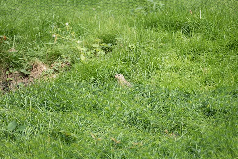 Europäischer Ziesel am 28. August 2020 auf der Eingewöhnungs-Anlage im Grünen Zoo Wuppertal
