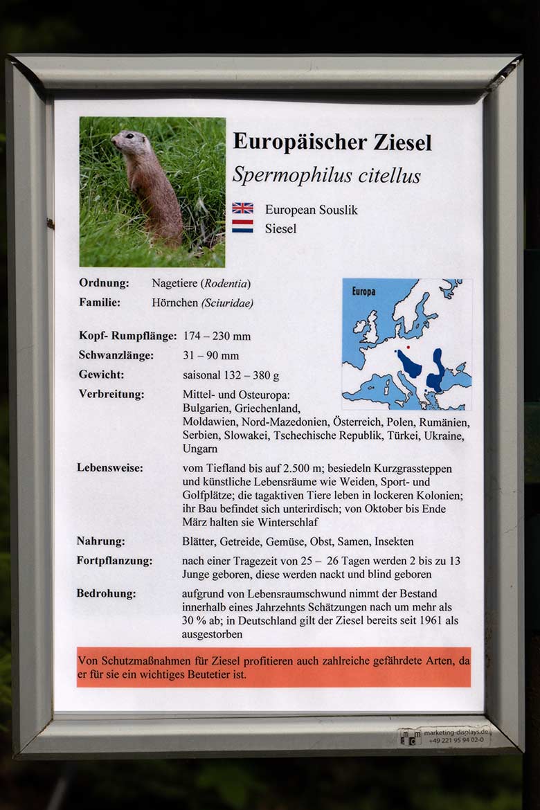Ausschilderung der Tierart Europäischer Ziesel am 4. Juni 2024 an der Wiese am Blumenrondell im Grünen Zoo Wuppertal