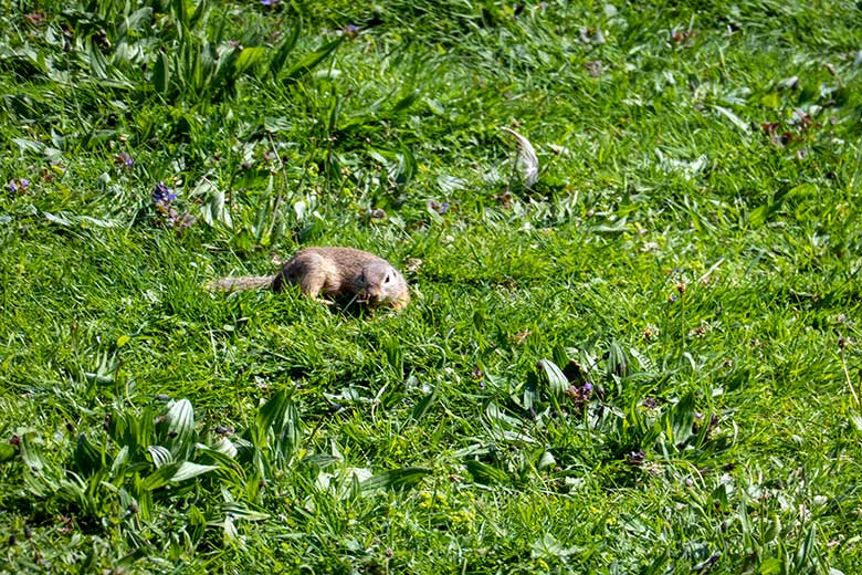 Europäischer Ziesel am 27. April 2025 auf der Wiese am Kleinen Ententeich im Zoo Wuppertal