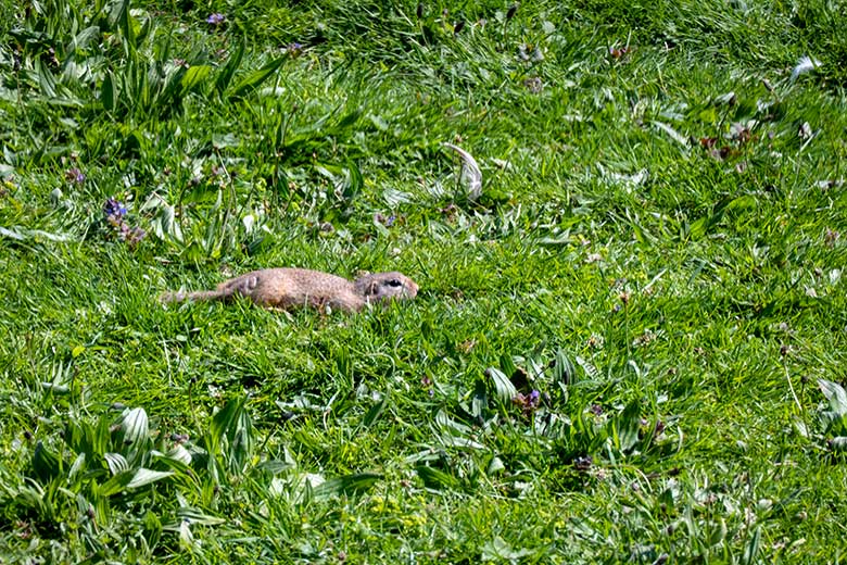 Europäischer Ziesel am 27. April 2025 auf der Wiese am Kleinen Ententeich im Wuppertaler Zoo