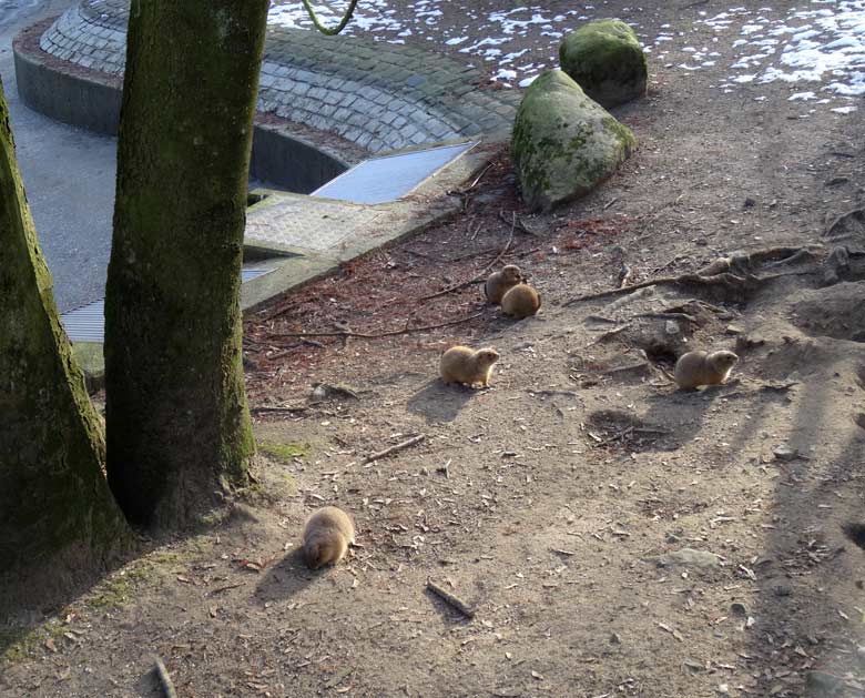 Schwarzschwanz-Präriehunde am 20. Januar 2017 im Zoo Wuppertal