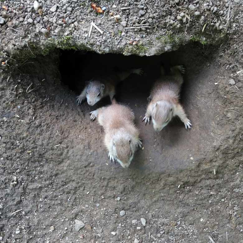 Drei neugierige Schwarzschwanz-Präriehund-Jungtiere am 16. Mai 2017 in einer Erdhöhle im Zoologischen Garten der Stadt Wuppertal
