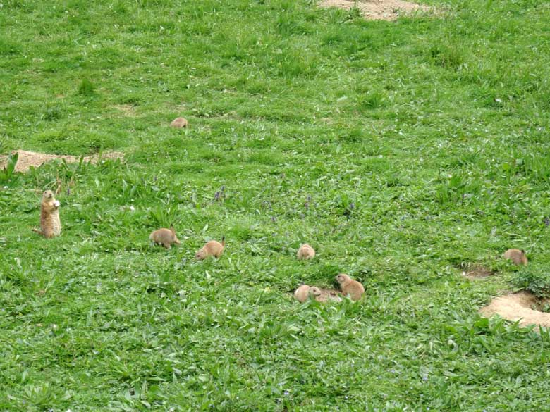 Schwarzschwanz-Präriehund und sieben Schwarzschwanz-Präriehund-Jungtiere am 23. Mai 2017 im Grünen Zoo Wuppertal