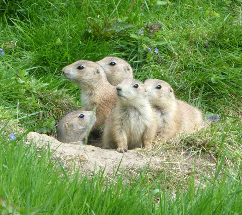 Fünf Schwarzschwanz-Präriehund-Jungtiere am 9. Mai 2018 im Wuppertaler Zoo