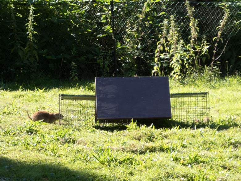 Lebendfalle für den Schwarzschwanz-Präriehund am 15. Juli 2018 im Wuppertaler Zoo
