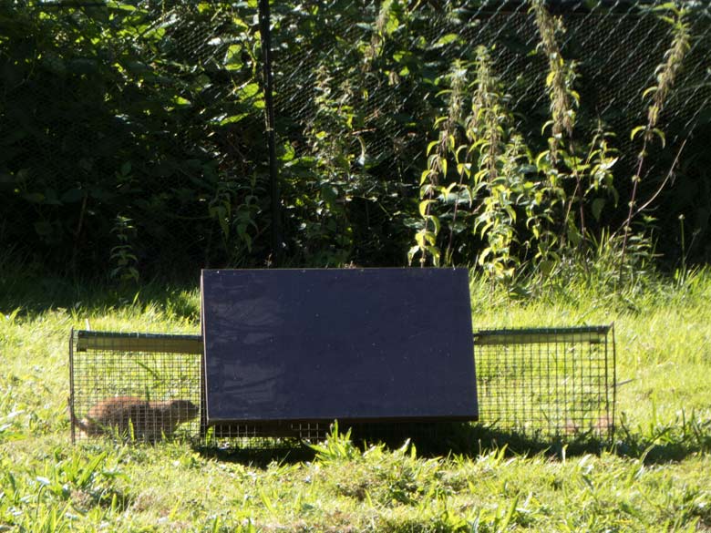 Lebendfalle für den Schwarzschwanz-Präriehund am 15. Juli 2018 im Zoologischen Garten der Stadt Wuppertal