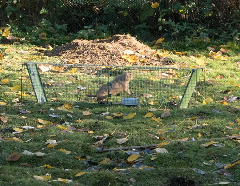 Schwarzschwanz-Präriehund in einer Lebendfalle am 17. November 2018 auf der Außenanlage am Blumenrondell im Wuppertaler Zoo