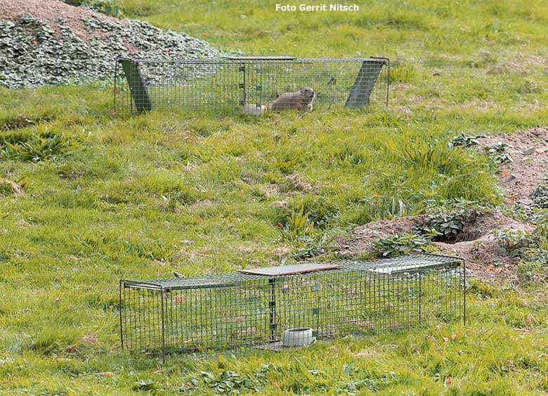 Schwarzschwanz-Präriehund in einer Lebendfalle am 19. September 2019 auf der Außenanlage im Zoo Wuppertal (Foto Gerrit Nitsch)