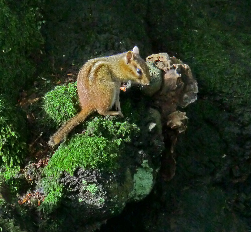 Streifenbackenhörnchen im Zoologischen Garten Wuppertal im September 2011