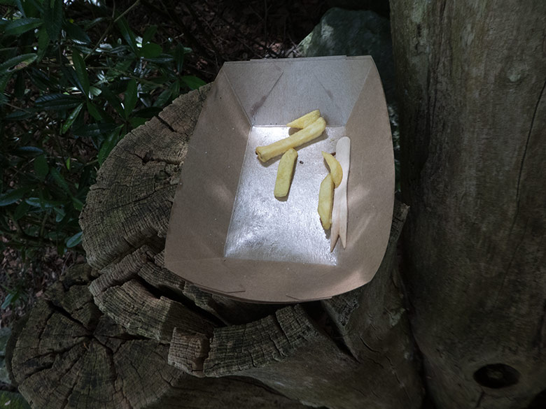 Achtlos abgestellte Schale mit restlichen Pommes-Stücken am 19. Juni 2019 im Zoologischen Garten Wuppertal