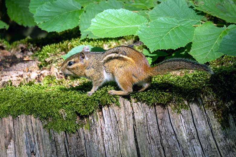 Streifenbackenhörnchen am 5. August 2024 in der Nähe der oberen Mishmi-Takin-Anlage im Zoologischen Garten Wuppertal