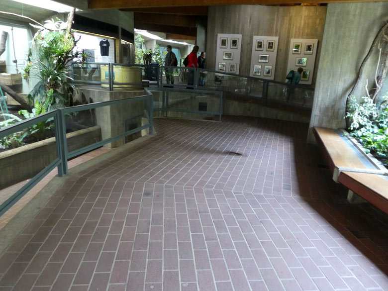 Besucherbereich im Menschenaffenhaus am 19. Mai 2018 im Wuppertaler Zoo