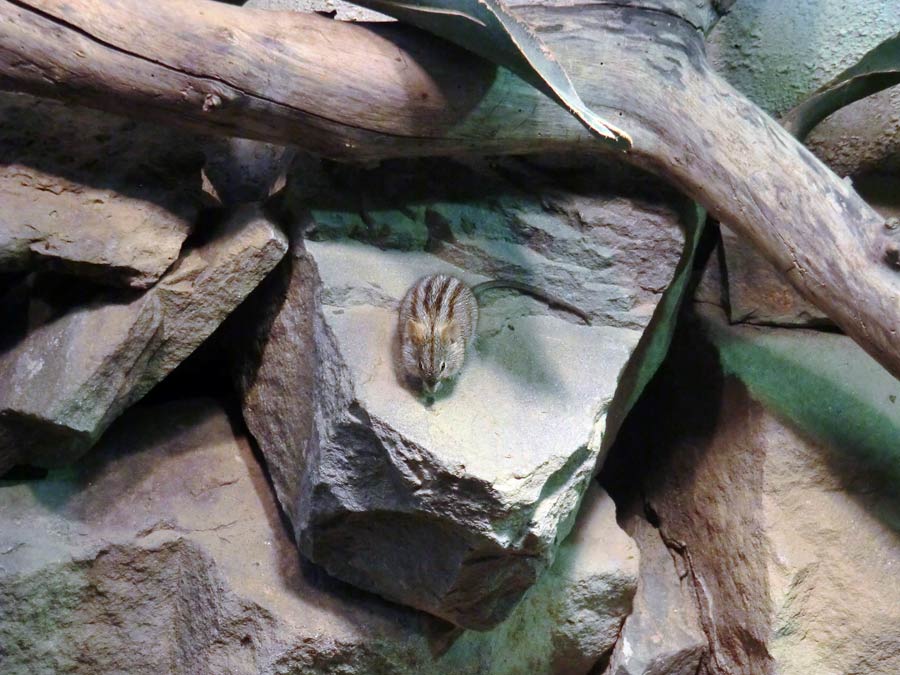 Striemen-Grasmaus im Zoologischen Garten Wuppertal im August 2014