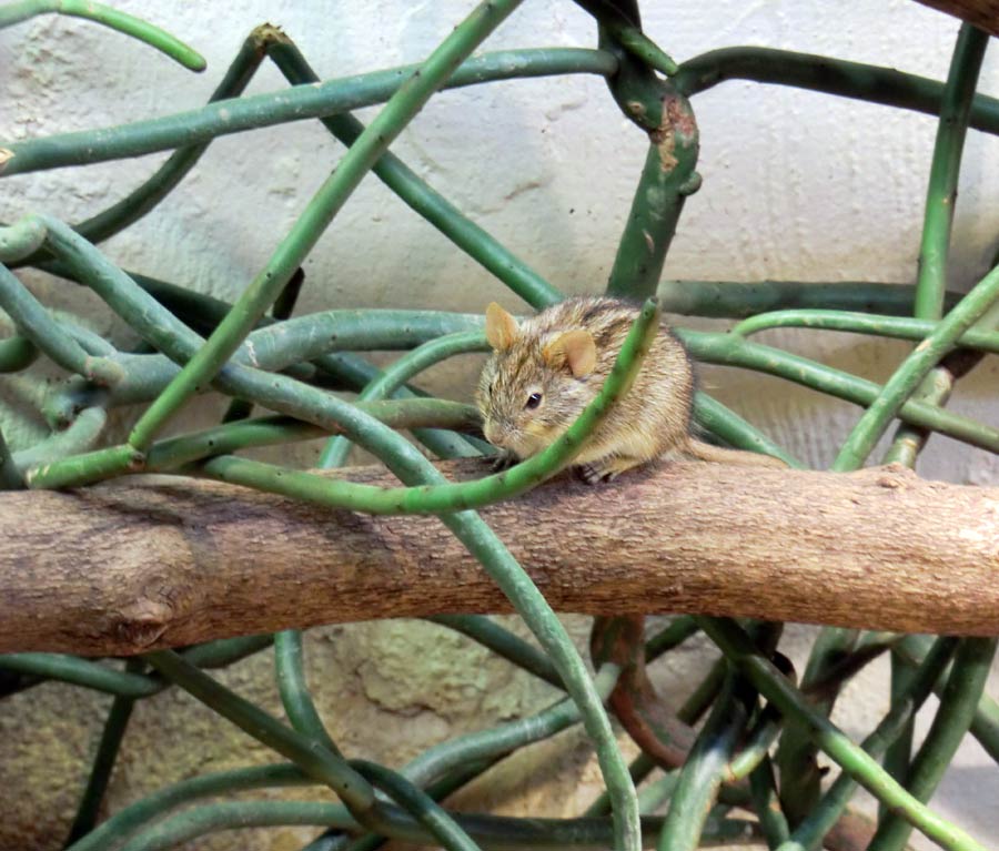Striemen-Grasmaus im Zoo Wuppertal im August 2014