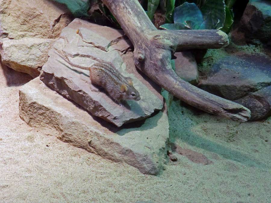 Striemen-Grasmaus im Wuppertaler Zoo im August 2014
