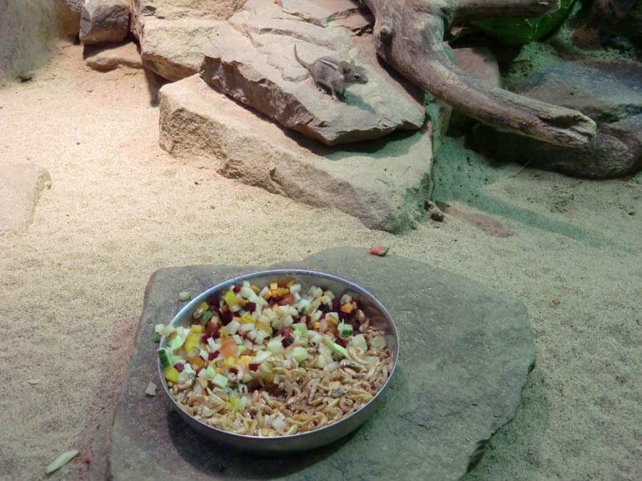 Striemen-Grasmaus im Wuppertaler Zoo im August 2014