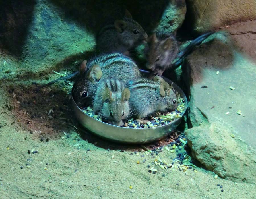 Striemen-Grasmaus im Zoo Wuppertal im August 2014
