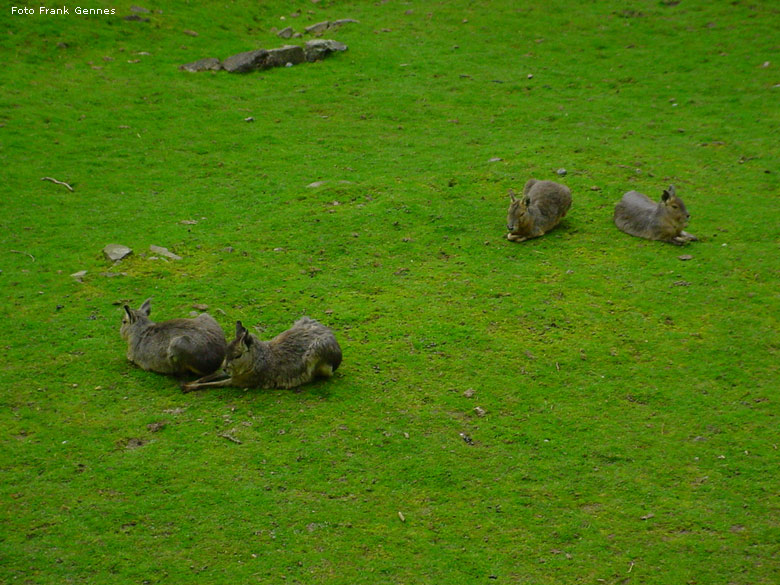 Große Maras in der Patagonien-Anlage im Zoologischen Garten Wuppertal im Mai 2008 (Foto Frank Gennes)