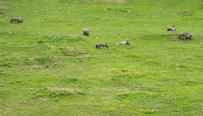 Sechs Große Maras am 5. Juli 2019 auf der Patagonien-Anlage im Grünen Zoo Wuppertal