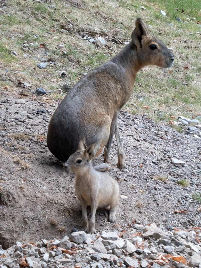 Große Mara mit Jungtier am 5. Juli 2019 auf der Patagonien-Anlage im Zoologischen Garten Wuppertal