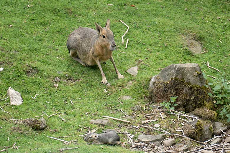 Große Mara beim sterbenden Jungtier am 27. Juli 2020 auf der Patagonien-Anlage im Grünen Zoo Wuppertal