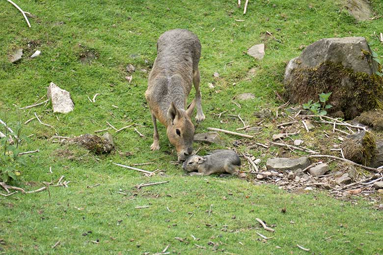 Große Mara beim sterbenden Jungtier am 27. Juli 2020 auf der Patagonien-Anlage im Zoologischen Garten Wuppertal
