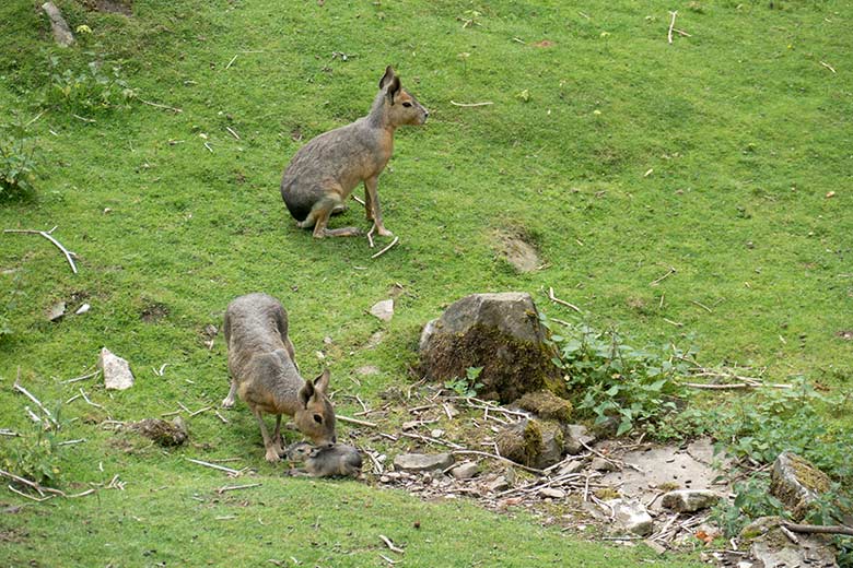 Große Maras beim sterbenden Jungtier am 27. Juli 2020 auf der Patagonien-Anlage im Zoo Wuppertal