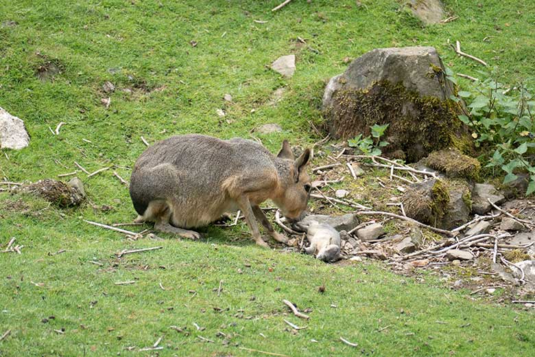 Große Mara beim sterbenden Jungtier am 27. Juli 2020 auf der Patagonien-Anlage im Wuppertaler Zoo