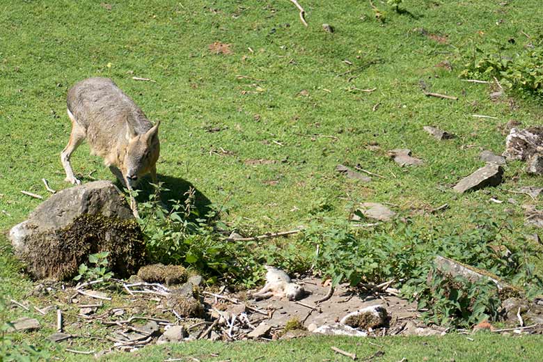 Große Mara und ein verendetes Große Mara-Jungtier am 28. Juli 2020 auf der Patagonien-Anlage im Grünen Zoo Wuppertal