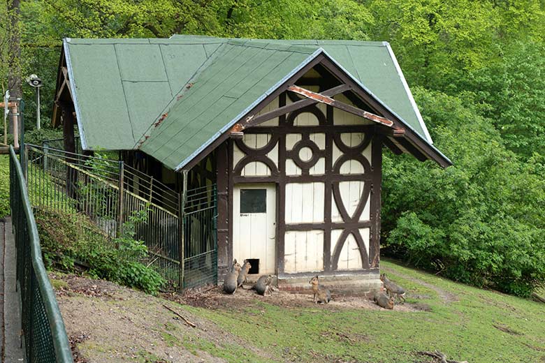 Große Maras am 11. Mai 2021 vor dem historischen Hirsch-Fachwerkhaus auf der heutigen Patagonien-Anlage im Grünen Zoo Wuppertal