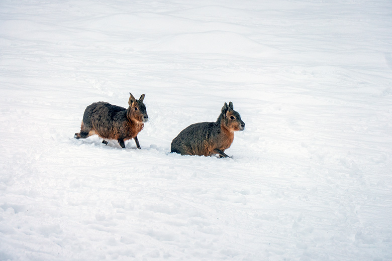 Zwei Große Maras im Schnee am 10. Januar 2025 auf der Patagonien-Anlage im Wuppertaler Zoo