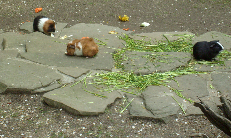 Hausmeerschweinchen im Wuppertaler Zoo im Mai 2010