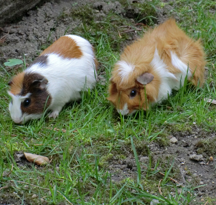 Hausmeerschweinchen im Wuppertaler Zoo im April 2011