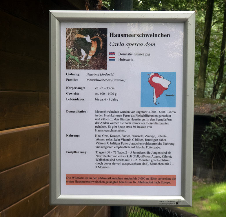 Ausschilderung der Hausmeerschweinchen am 31. Juli 2019 auf der Außenanlage im Grünen Zoo Wuppertal