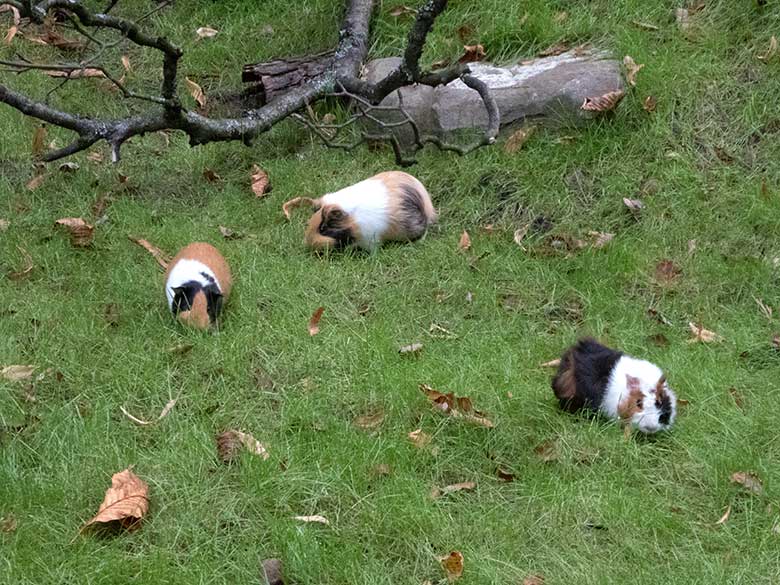 Hausmeerschweinchen am 5. September 2019 auf der Außenanlage im Zoo Wuppertal