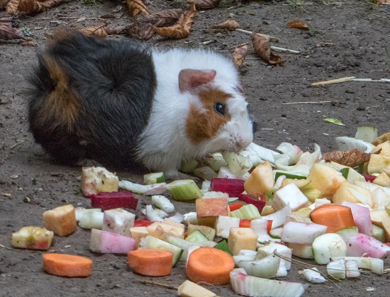 Hausmeerschweinchen am 16. September 2019 auf der Außenanlage im Grünen Zoo Wuppertal