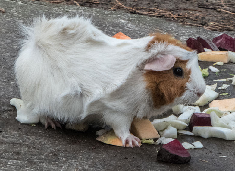 Hausmeerschweinchen am 17. Dezember 2019 auf der Außenanlage im Grünen Zoo Wuppertal