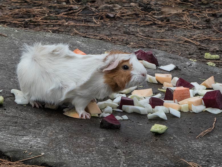 Hausmeerschweinchen am 17. Dezember 2019 auf der Außenanlage im Wuppertaler Zoo