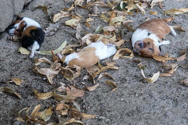 Drei tote Hausmeerschweinchen als Futtertiere für die Gaukler am 30. Juli 2020 in der Greifvogel-Voliere im Grünen Zoo Wuppertal