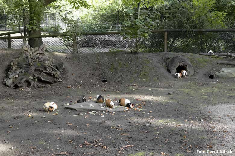 Hausmeerschweinchen am 3. August 2020 auf der Außenanlage im Zoologischen Garten Wuppertal (Foto Gerrit Nitsch)