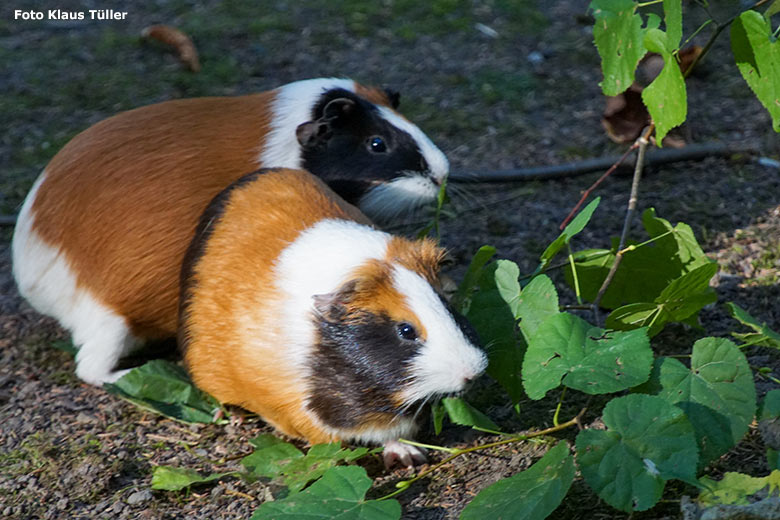 Hausmeerschweinchen am 18. September 2020 auf der Außenanlage im Grünen Zoo Wuppertal (Foto Klaus Tüller)
