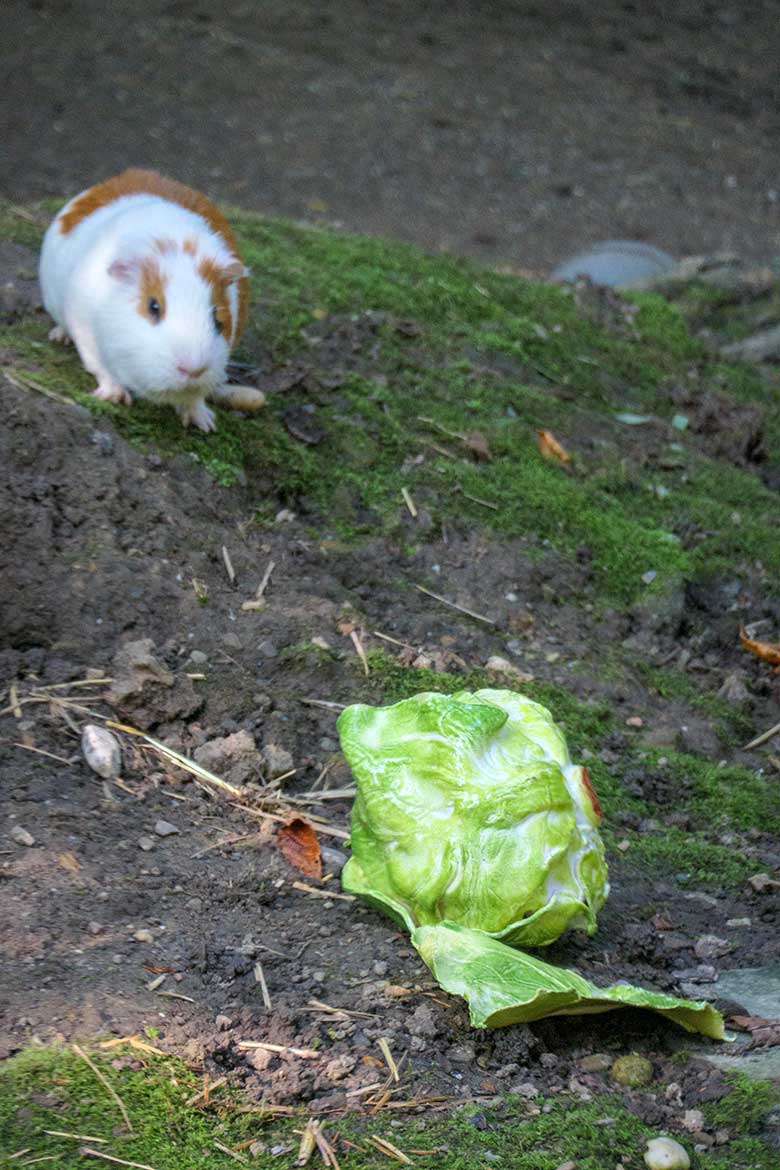 Hausmeerschweinchen und künstlerischer Salat am 5. September 2021 auf der Außenanlage im Grünen Zoo Wuppertal