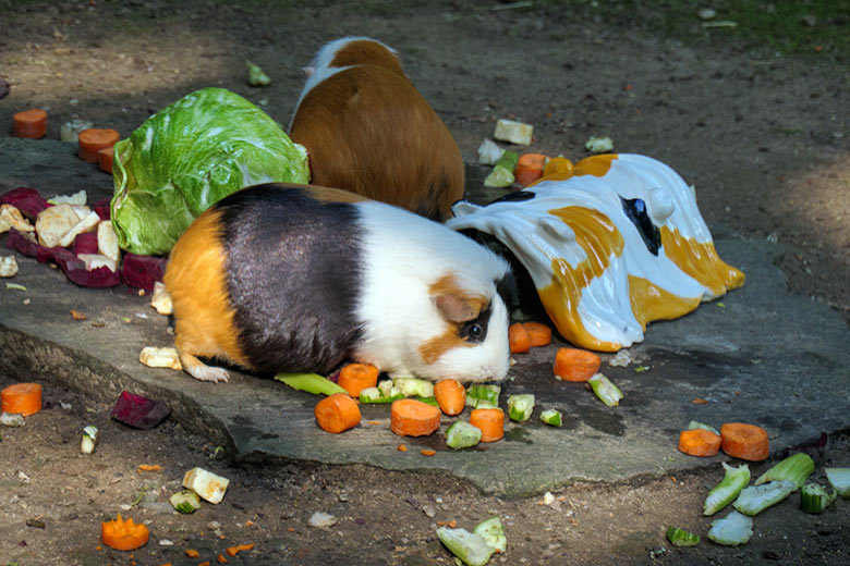Hausmeerschweinchen und künstlerisches Meerschweinchen mit echtem Futter und künstlerischem Futter am 5. September 2021 auf der Außenanlage im Zoo Wuppertal