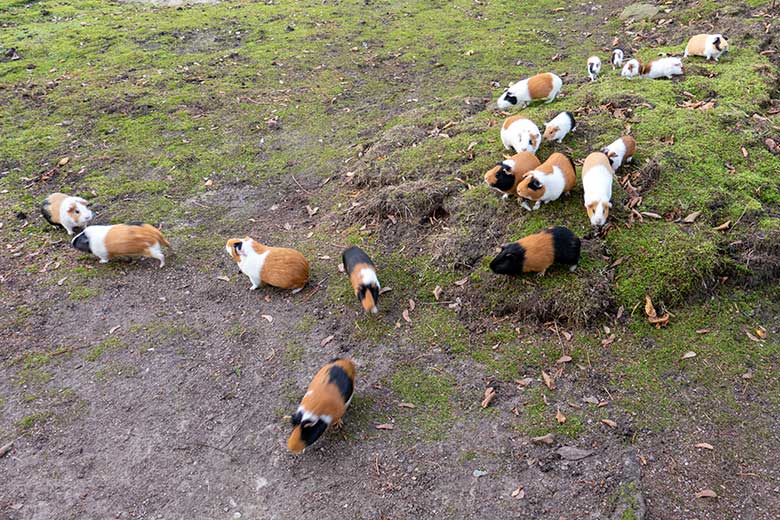 Hausmeerschweinchen mit Jungtieren am 8. November 2022 auf der Außenanlage im Wuppertaler Zoo