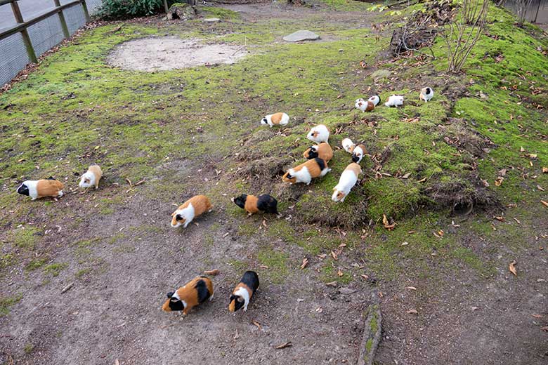 Hausmeerschweinchen mit Jungtieren am 8. November 2022 auf der Außenanlage im Zoo Wuppertal