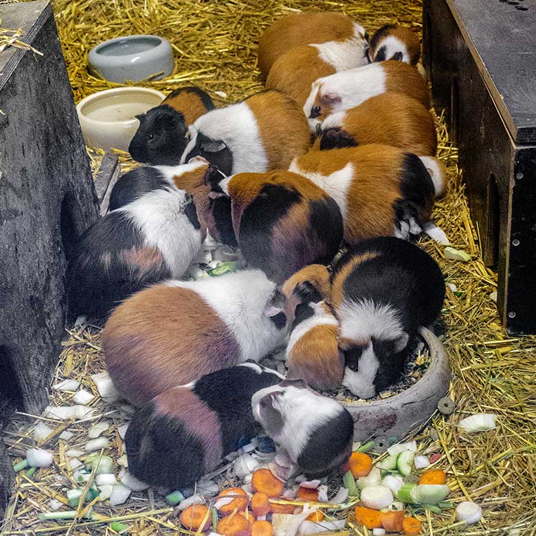 Hausmeerschweinchen mit Jungtieren am 26. Dezember 2022 im Stallgebäude im Zoologischen Garten Wuppertal