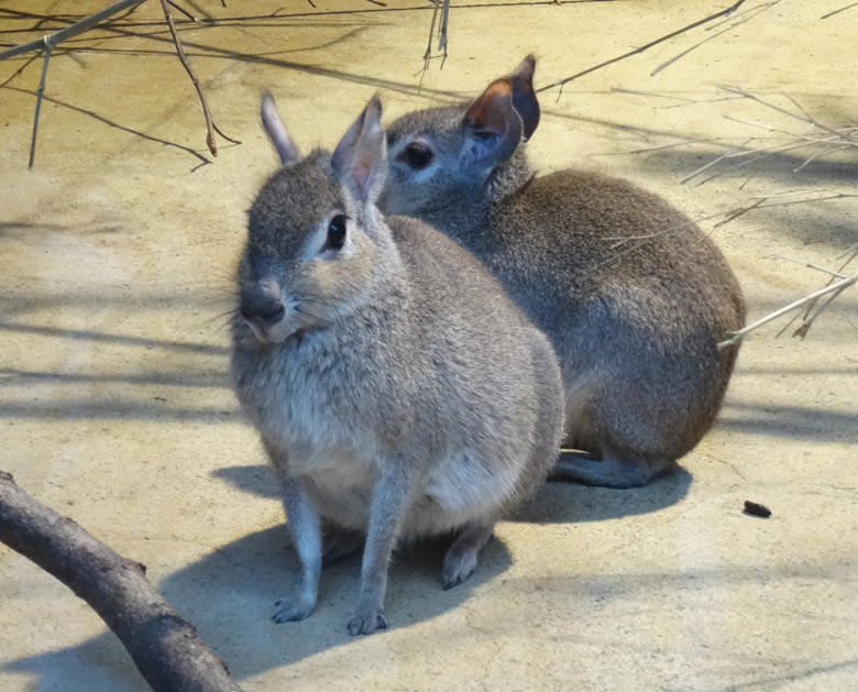 Zwergmaras am 12. Februar 2017 im Sudamerikahaus im Wuppertaler Zoo