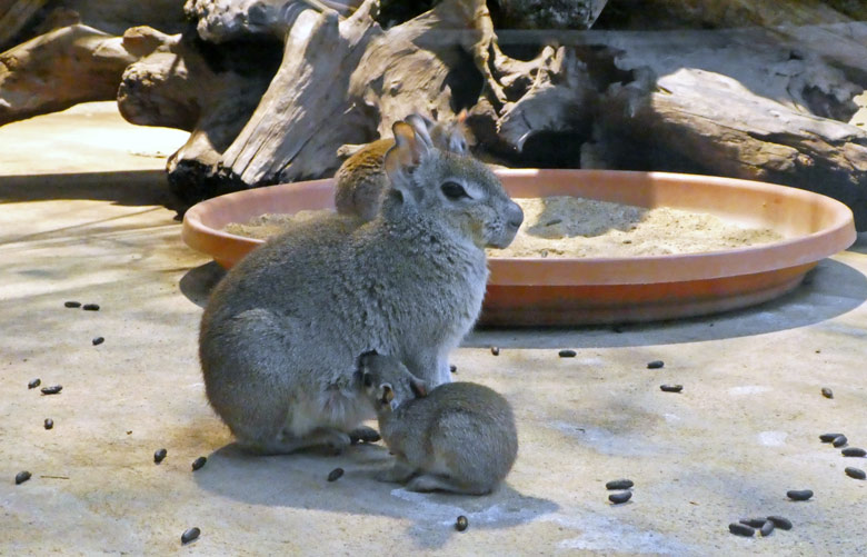 Zwergmara-Jungtier am 2. Oktober 2017 im Innengehege im Südamerika-Haus im Wuppertaler Zoo