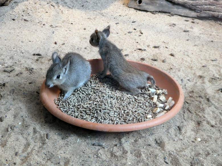 Zwei Zwergmara-Jungtiere am 26. Mai 2018 im Südamerikahaus im Zoologischen Garten der Stadt Wuppertal